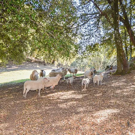 Nyaraló Awesome In Bicchisano With Wifi And 2 Bedrooms